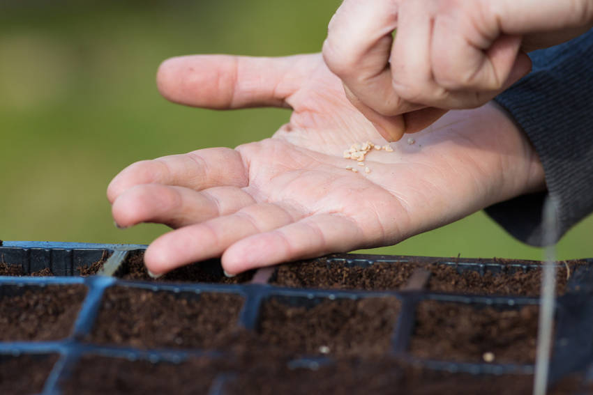 Sowing in Containers